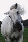 Horse Portrait White Photography