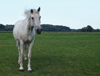 Horse White Horse White Pasture