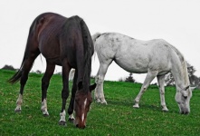 Horses Herd Pet Pasture