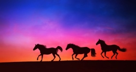 Horses Herd Sunset