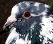 Pigeon Up Close