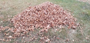Pile Of Brown Leaves