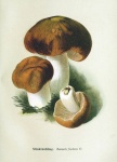 Mushrooms Autumn Vintage Old