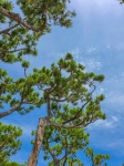 Pine Tree And Blue Sky
