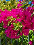 Pink Bougainvillea With Leaves