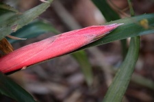 Pink Closed Bud Of A Bromeliad