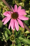 Pink Coneflower And Buds