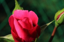 Pink Rose Bud On A Rose Bush