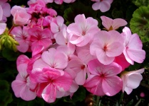 Pink Summer Flowers