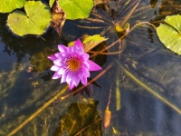 Pink Water Lily On Water Pond