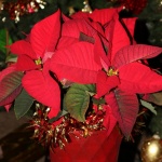 Poinsettia Flowers In Red Pot