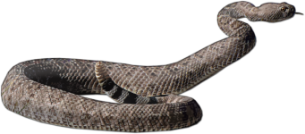 Rattle Snake In Strike Pose