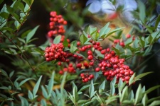 Red Berries Of Holy Bamboo Shrub