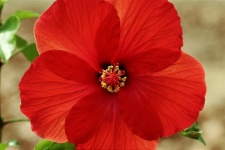 Red Hibiscus Bloom Close-up