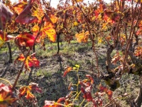 Red Leaves In Vineyard