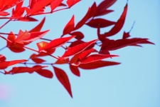 Red Leaves Of A Holy Bamboo Plant