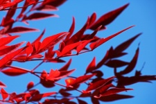 Red Leaves Of Holy Bamboo In Autumn