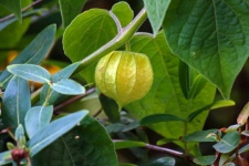 Ripening Cape Gooseberry On A Plant