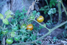 Ripening Small Cocktail Tomatoes