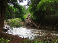 River Flowing Past Branches On Bank