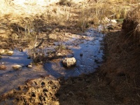Rivulet With Mud On The Side