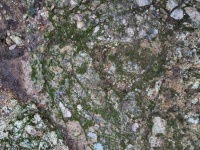 Rock Textures With Green Moss