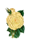 Painted Rose Flower Blossom