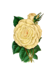 Rose Blossom Flower Vintage