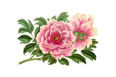 Rose Painted Art Clipart