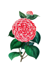 Rose Painted Art Clipart