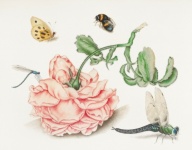 Rose Butterfly Vintage Art