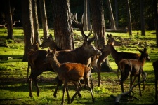 Red Deer Stag Herd Of Roe Deer