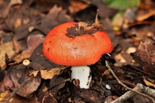 Russula Mushroom Close-up