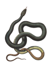 Snake Old Vintage Painting
