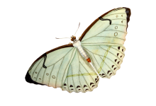 Butterfly Moth Clipart Art