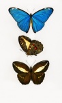 Butterflies Moth Vintage Art