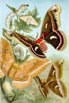 Butterflies Moth Art Vintage