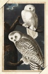Snow Owl Bird Of Prey Vintage