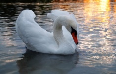 Swan Sunset Water Photo