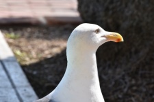 Seagull Headshot