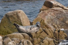 Seal On Rocks