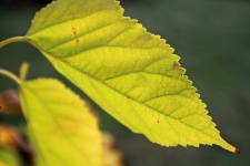 Serrated Edge Of Yellowing Leaf