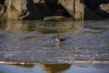 Shore Bird In The Low Tide