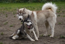 Siberian Huskys Nordic Dogs