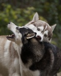 Siberian Huskys Nordic Dogs