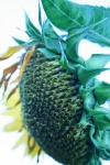 Side View Of Seed Head Of Sunflower