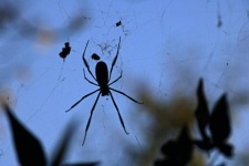Silhouette Of A Golden Orb Weaver