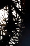 Silhouette Of Epiphyte Plant