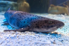 Small Spotted Catshark