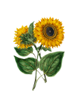 Sunflower Painted Art Clipart